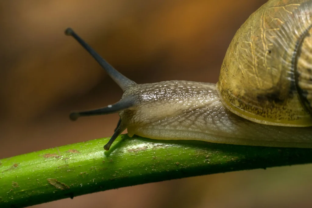 How to Get Rid of Slugs in the House