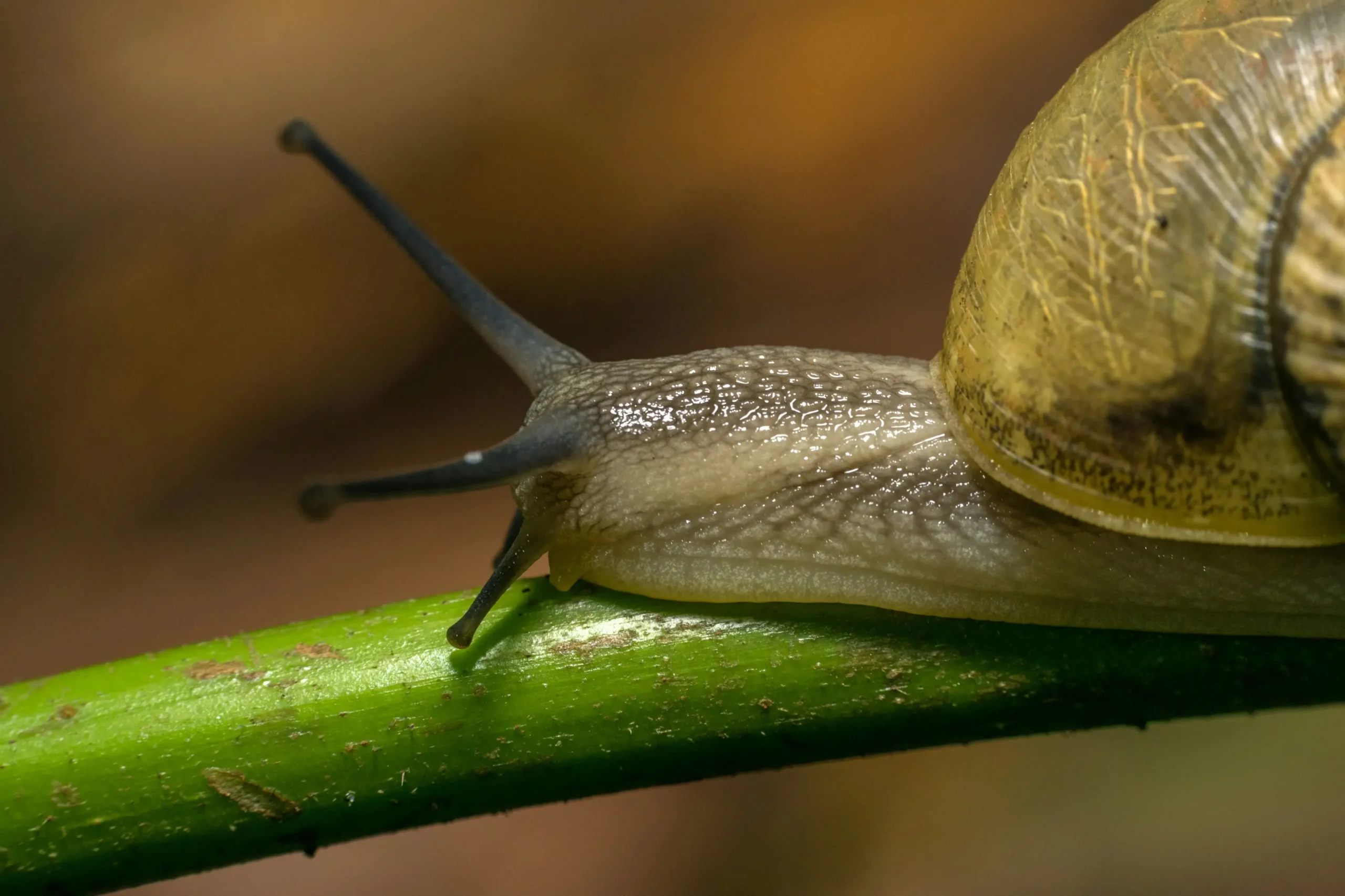 How to Get Rid of Slugs in the House