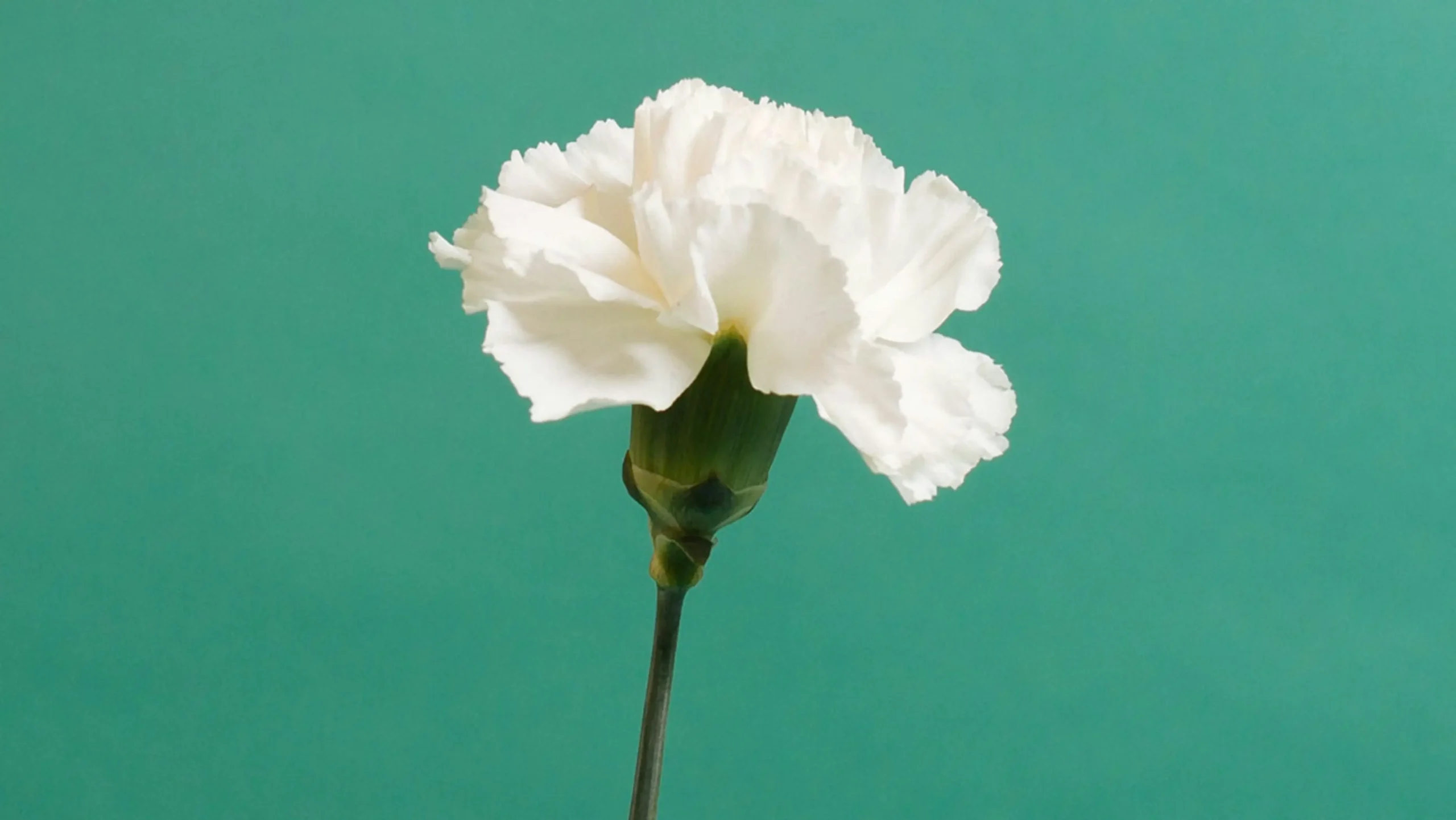 January Birth Flower