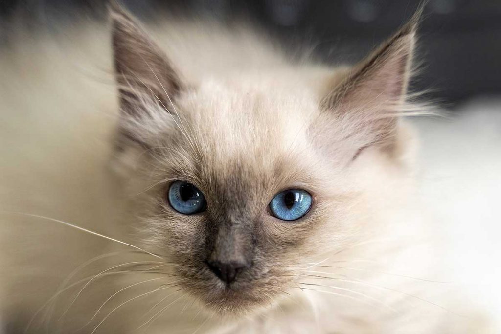 Ragdoll Kittens for Sale