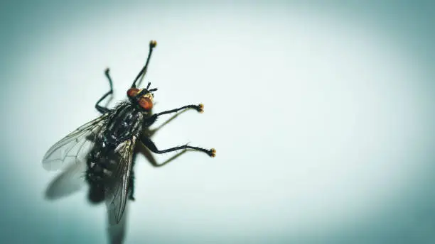 Why Are There So Many Flies in My House Causes, Reasons & Fixes