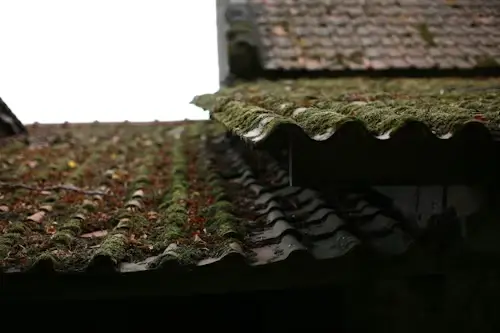 Best Time of Year to Remove Moss From Roof