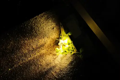 Why Are Slugs Coming in My House